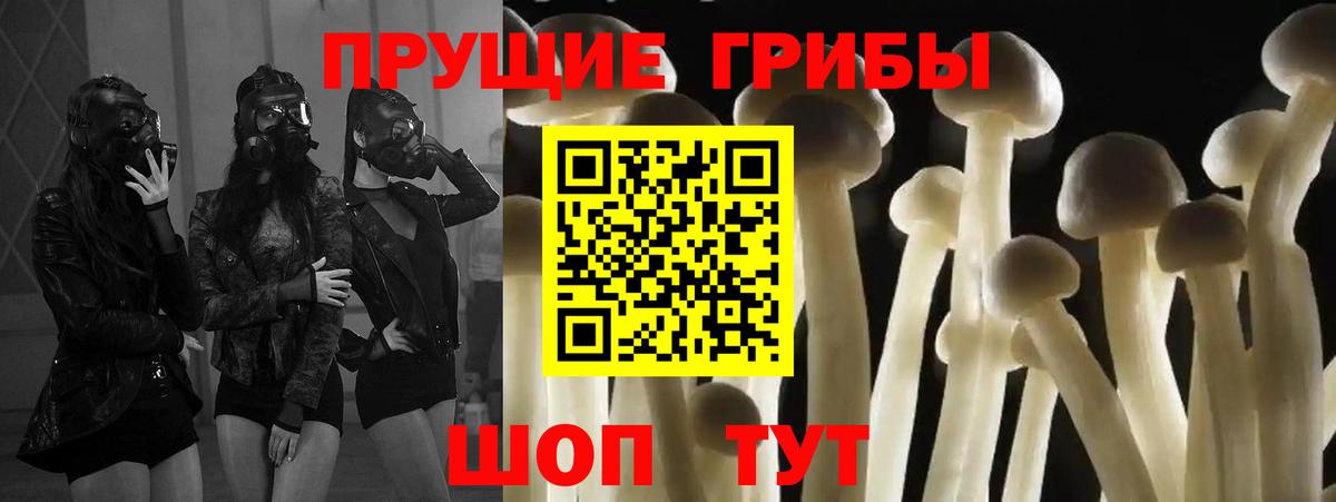 Свободный  Галлюциногенные грибы Psilocybine cubensis  Вход с VPN 